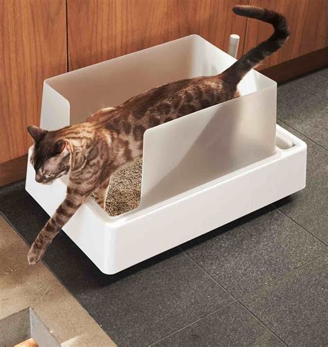 5 Best Natural Cat Litters of 2024 (Biodegradable, Eco.